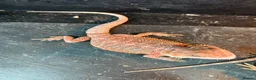 Bearded Dragon reptiles for sale: Bearded dragon babies red hypo & orange hypo  - Advert 4