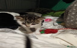 Mixed Breed cats for sale: Hand reared orphaned kittens  - Image 2