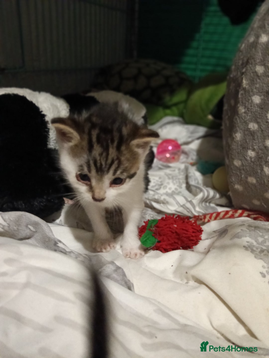 Mixed Breed cats for sale: Hand reared orphaned kittens  - Image 2
