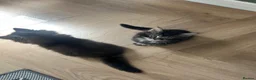 Mixed Breed cats for sale: Kittens - mixed British longhair cross - Advert 13