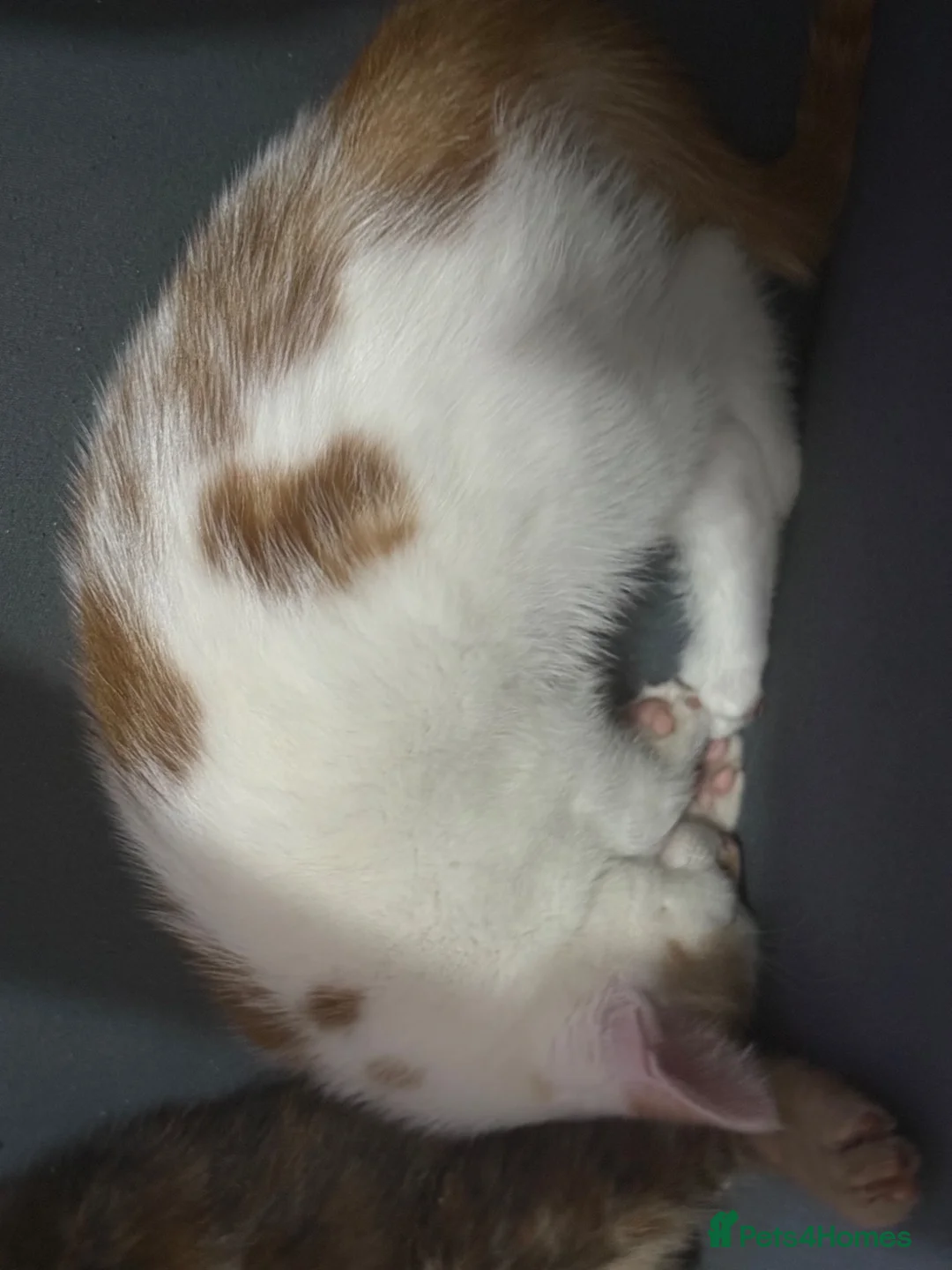 Mixed Breed cats for sale: Kittens  in Birmingham - Advert 2