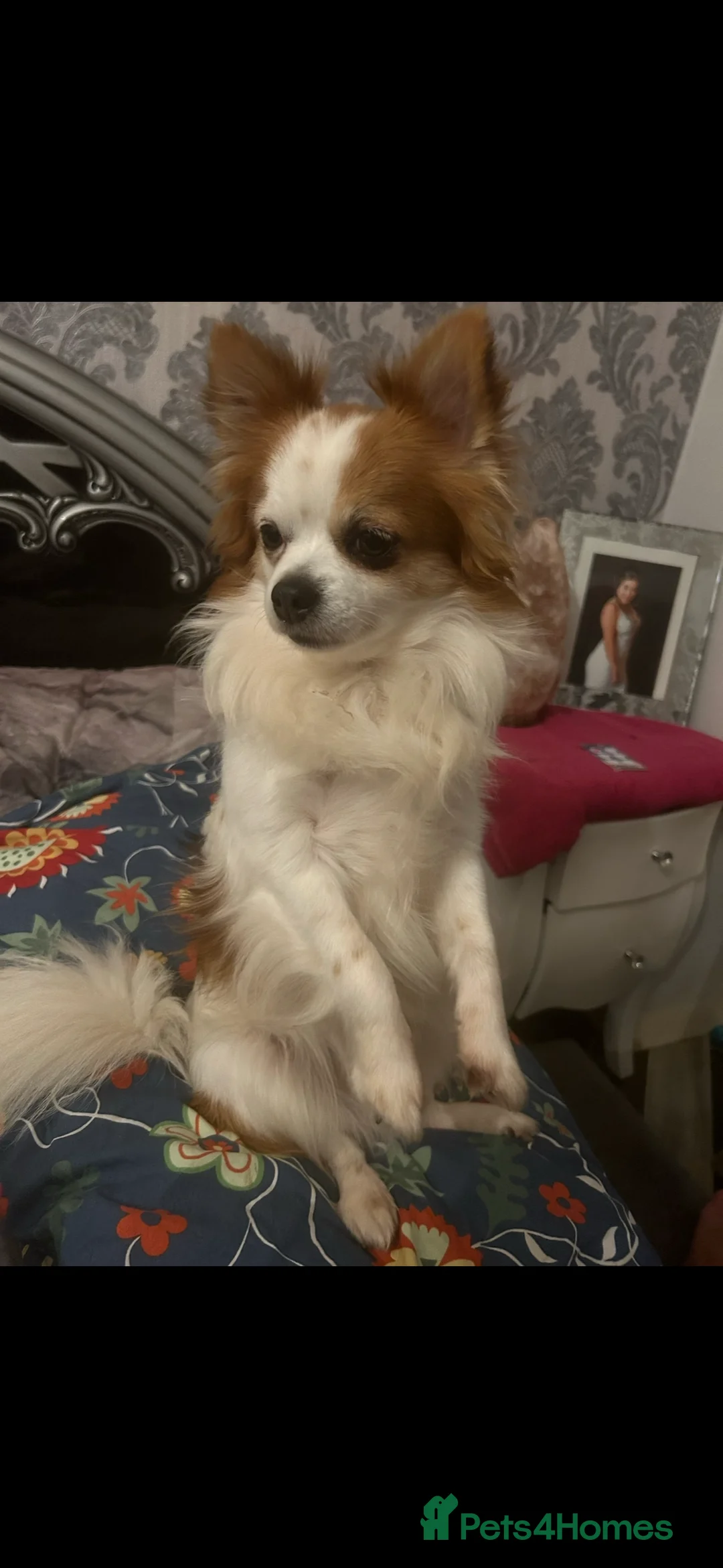 Chihuahua dogs for stud: Long haired party chihuahua  - Advert 15