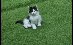British Longhair cats for sale: 3 kittens available - Image 1