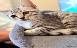 Bengal cats for sale: boys kittens - Image 8