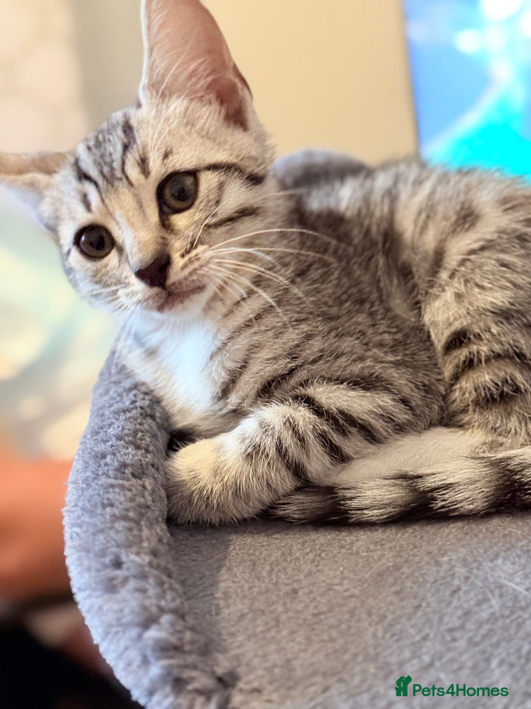 Bengal cats for sale: boys kittens - Image 8