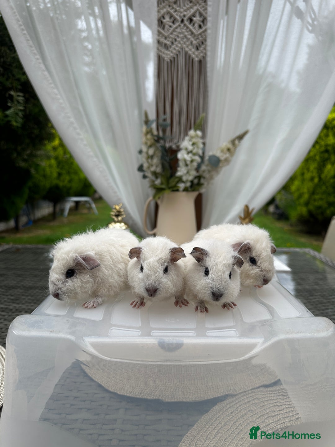 Guinea Pig rodents for sale: 4x lovely 4 weeks old boys born on 30.06.2025 in Leicester - Image 11