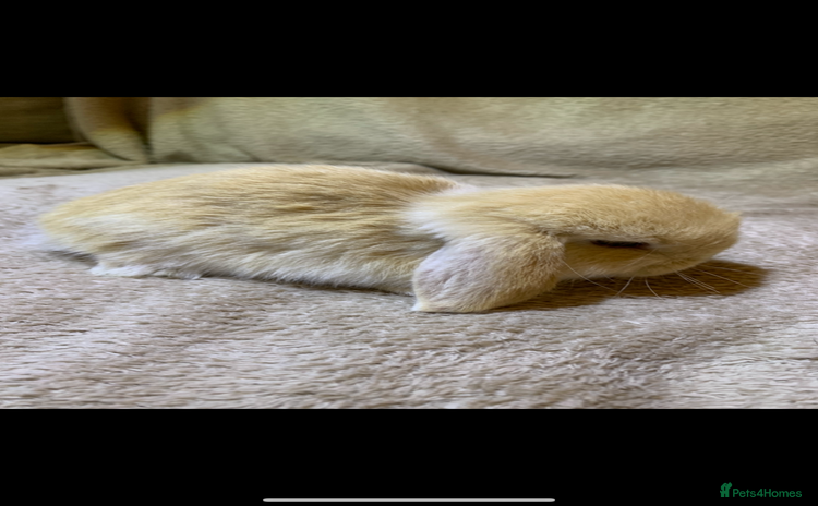 Mini Lop rabbits - Advert 9
