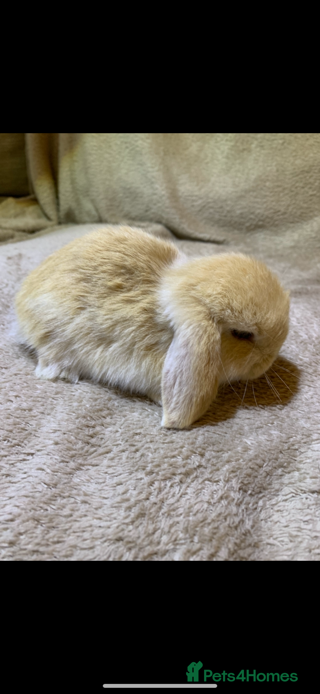 Mini Lop rabbits for sale: Beautiful Pure Bred Mini Lop Babies Available  - Image 1