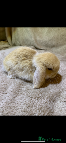 Mini Lop rabbits - Advert 12