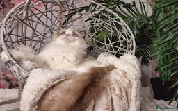 Ragdoll cats for sale: Quality Tica reg Ragdoll kittens  - Image 6