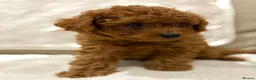 Cavapoo dogs for sale: Cavapoo puppies (Extensively health tested) F1b  - Advert 4