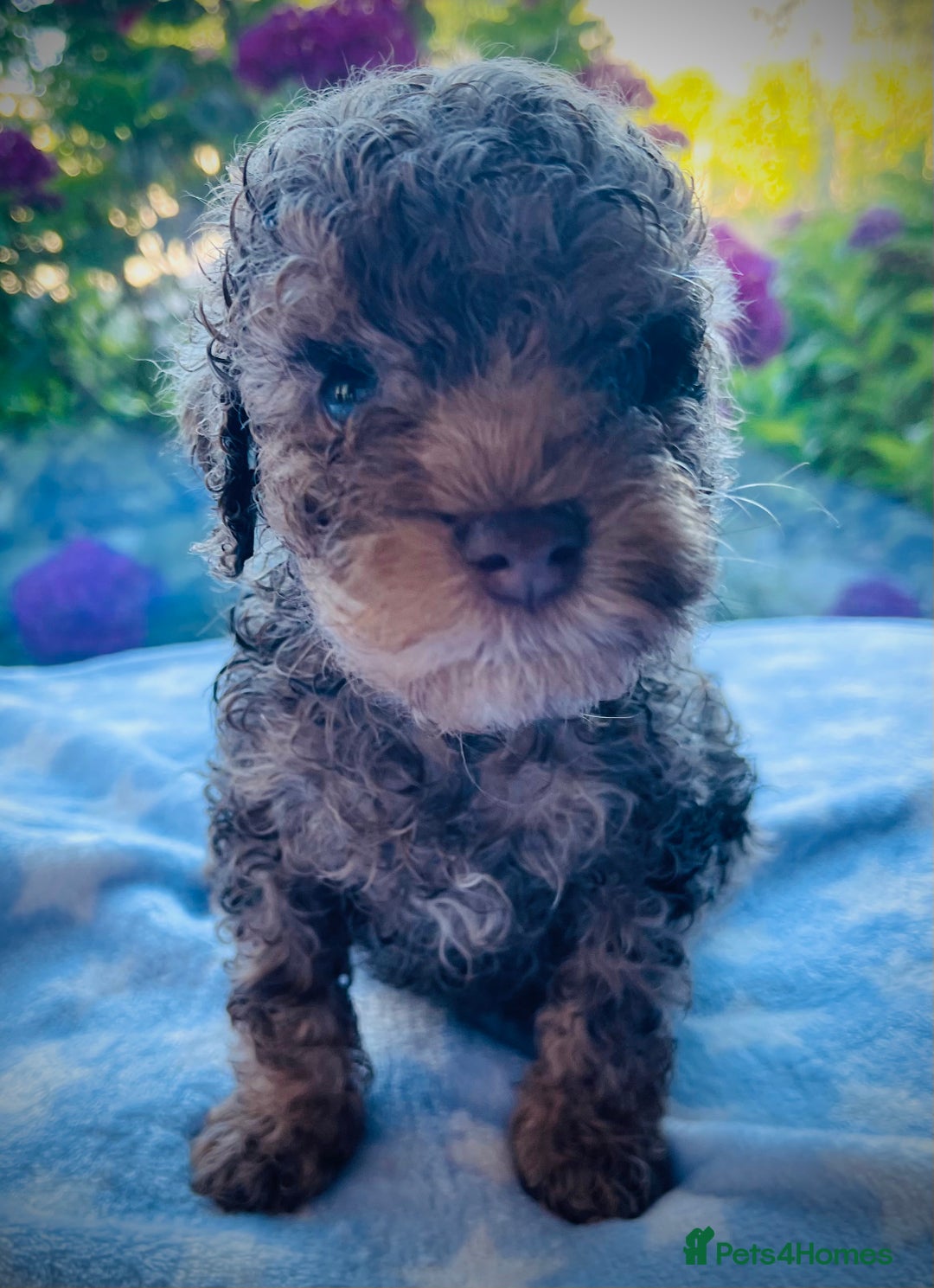 Cockapoo dogs for sale: Stunning fully DNA tested Cockapoo puppies - Image 24