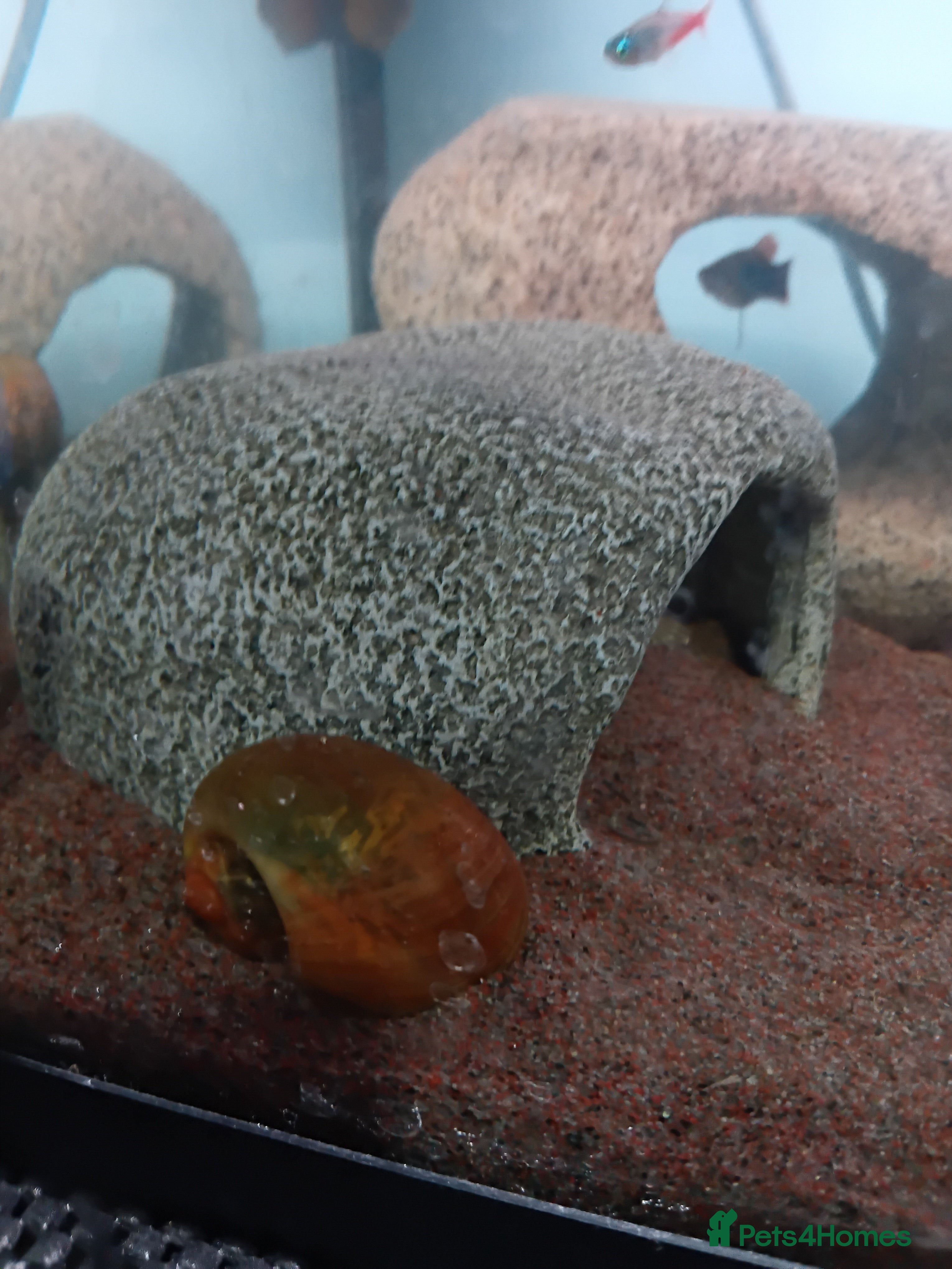 Snails fish Mixture of Snails for Sale - Advert 2