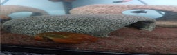 Snails fish for sale: Mixture of Snails for Sale - Advert 1