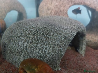 Snails fish Mixture of Snails for Sale - Advert 2