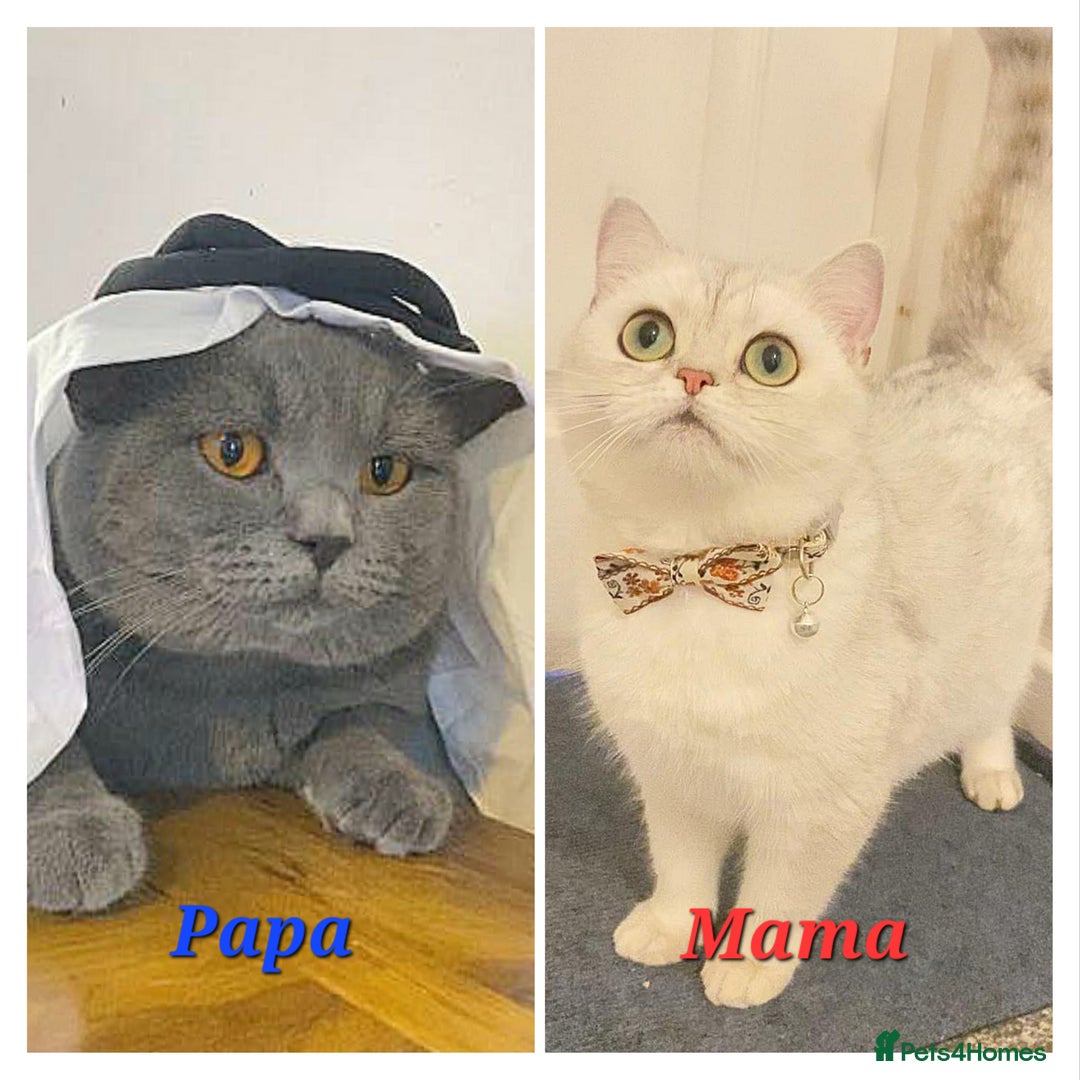 British Shorthair cats for sale: GCCF Snowflake BSH - Advert 28