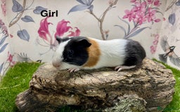 Guinea Pig rodents for sale: Male and female baby guinea pigs  - Image 1