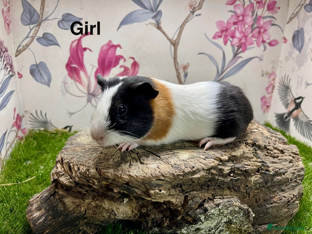 Guinea Pig rodents for sale: Male and female baby guinea pigs  - Image 1