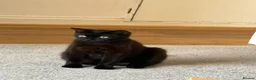 British Shorthair cats for sale:  Adorable Kittens in Bristol - Advert 3