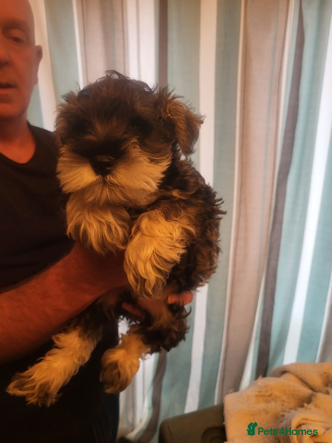 Miniature Schnauzer dogs for sale: 3 Male Miniature Schnauzer Puppies For Sale - Advert 2