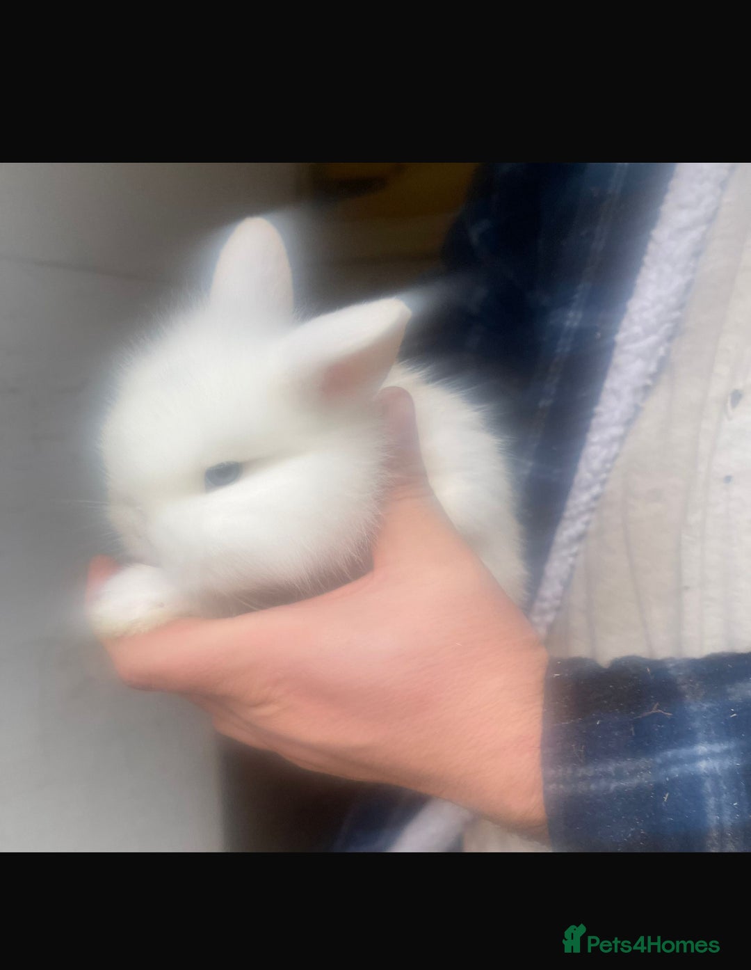 Lionhead rabbits for sale: Baby Lionhead bunnies  - Advert 13