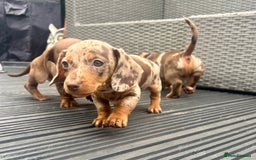 Miniature Dachshund dogs for sale: Miniature Dachshund Puppies - Image 2