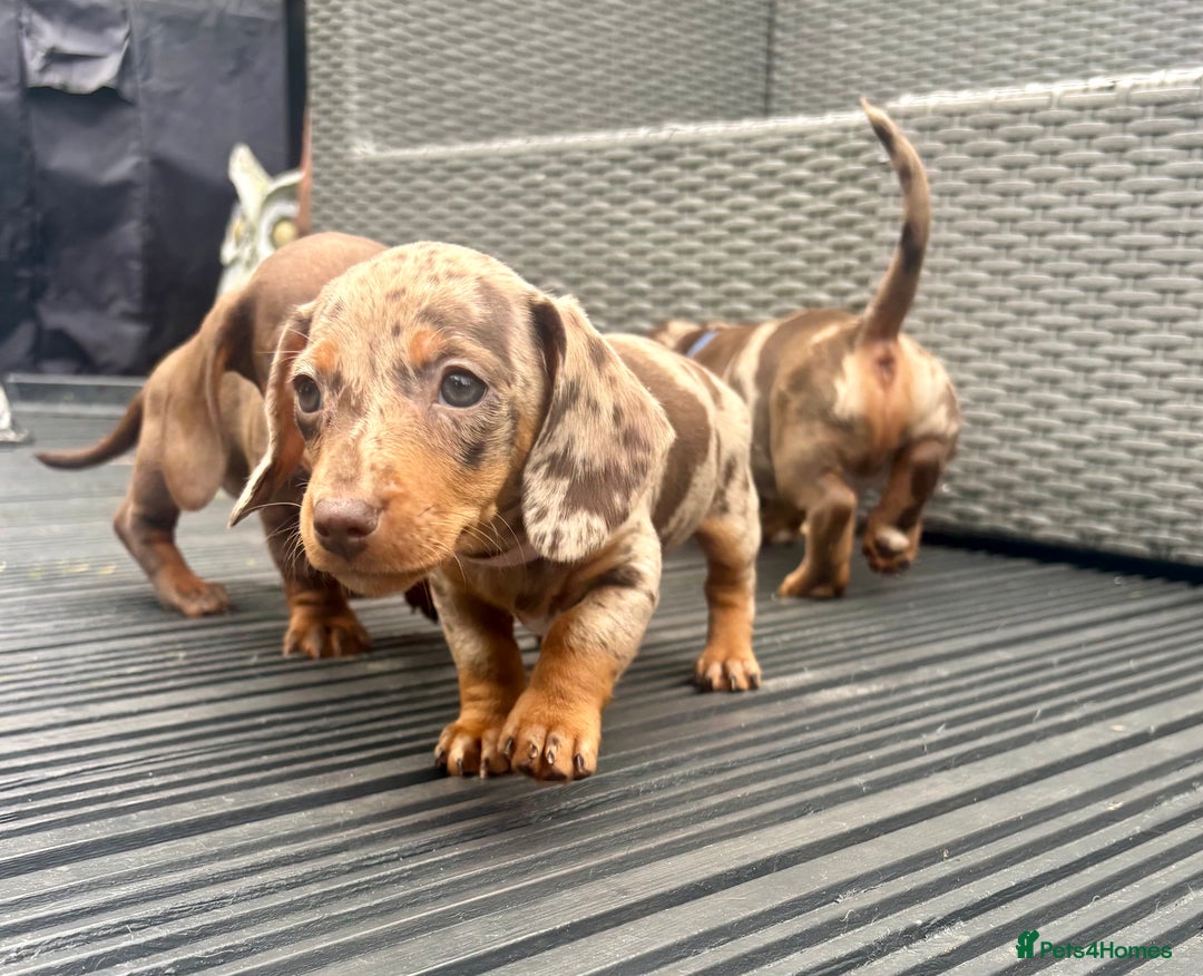 Miniature Dachshund dogs for sale: Miniature Dachshund Puppies - Image 2