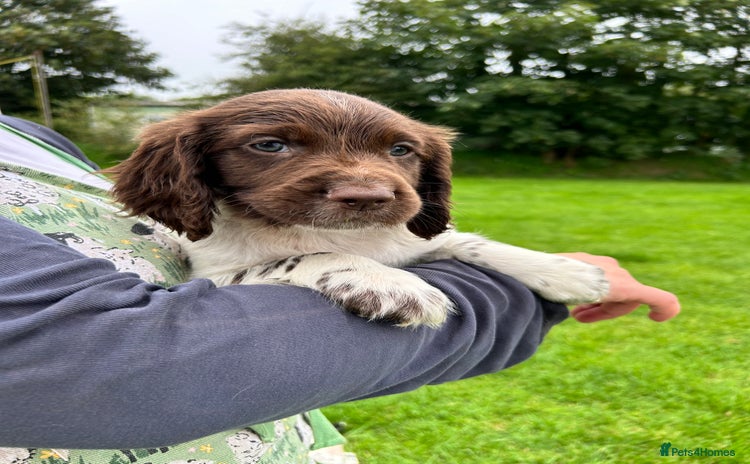 English Springer Spaniel dogs - Advert 1