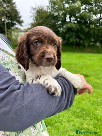 English Springer Spaniel dogs - Advert 2