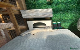 Abyssinian cats for sale: Pedigree Silver Abyssinian kittens left 1 female - Image 19