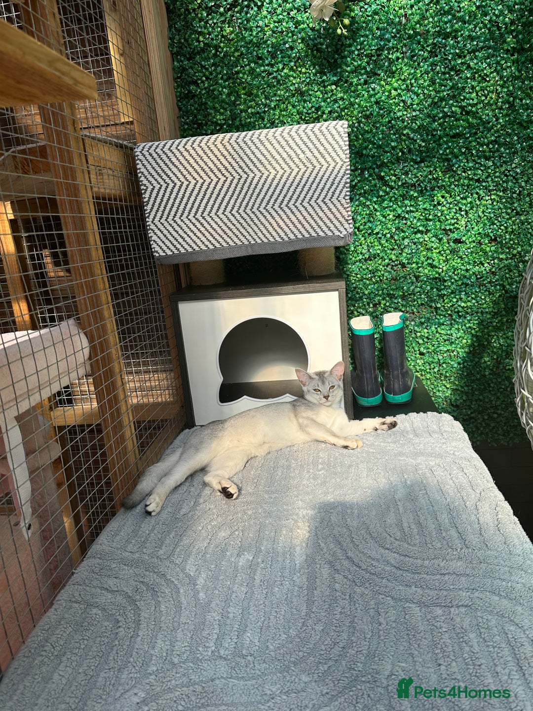 Abyssinian cats for sale: Pedigree Silver Abyssinian kittens left 1 female - Image 19