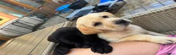 Labrador Retriever dogs for sale: KC Reg Yellow & Black Labrador Pupp - Advert 7