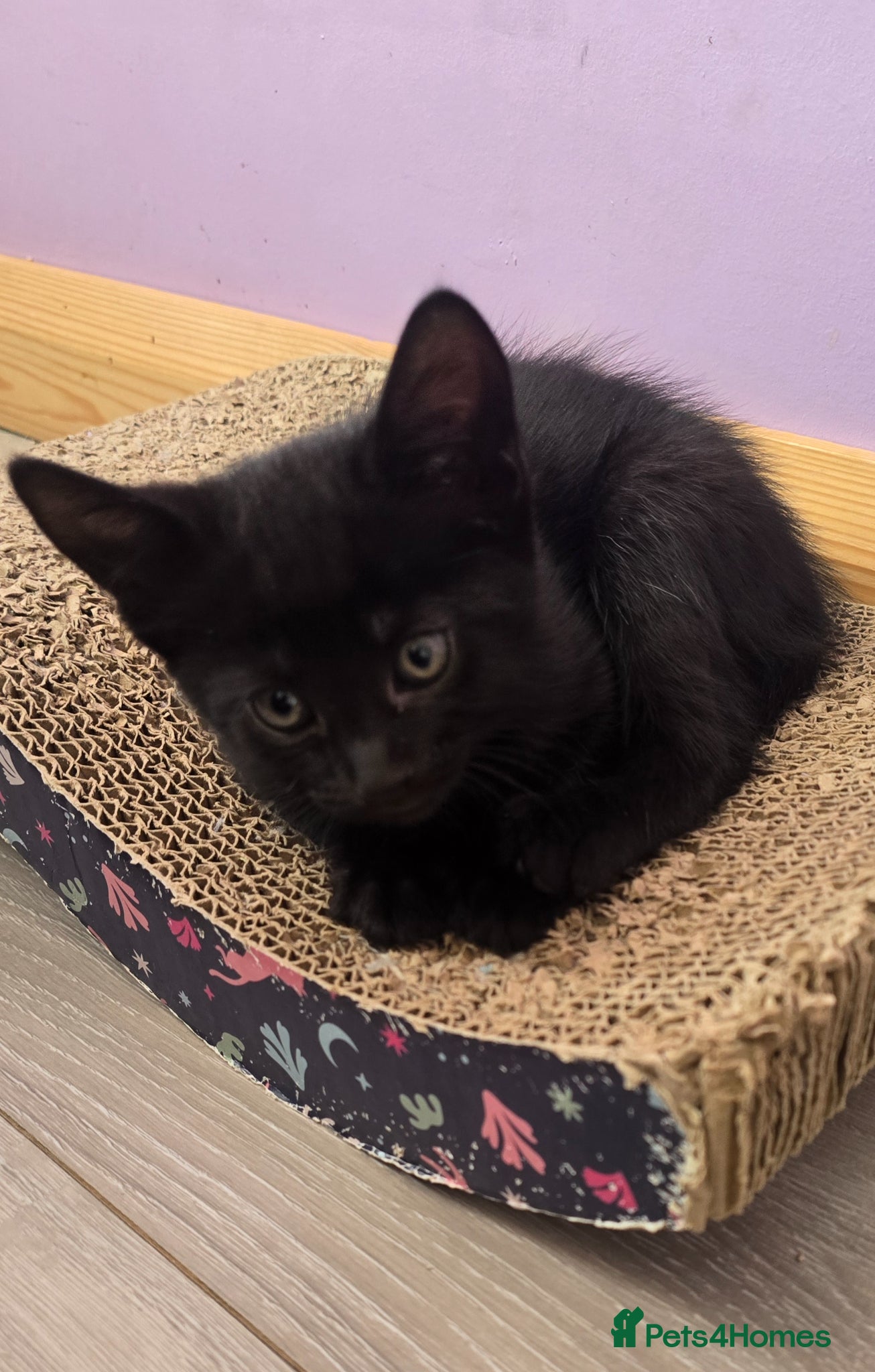 Mixed Breed cats Vaccinated black and tabby Kittens🐾 ready 16/05  - Advert 17