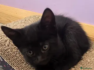 Mixed Breed cats Vaccinated black and tabby Kittens🐾 ready 16/05 - Advert 17