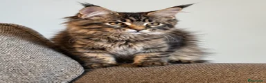 Maine Coon 2