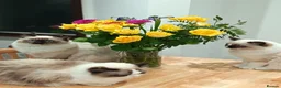 Ragdoll cats for sale: 🎀Ragdoll kittens 🎀 - Advert 5