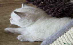 British Shorthair cats for sale:  British shorthair colourpoint pedigree kittens  - Image 15
