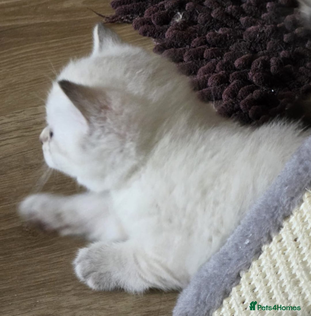 British Shorthair cats for sale:  British shorthair colourpoint pedigree kittens  - Image 15