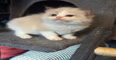 Ragdoll cats - Advert 11