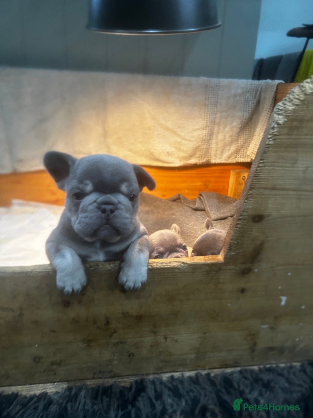 French Bulldog dogs for sale: french bulldog puppies - Advert 5