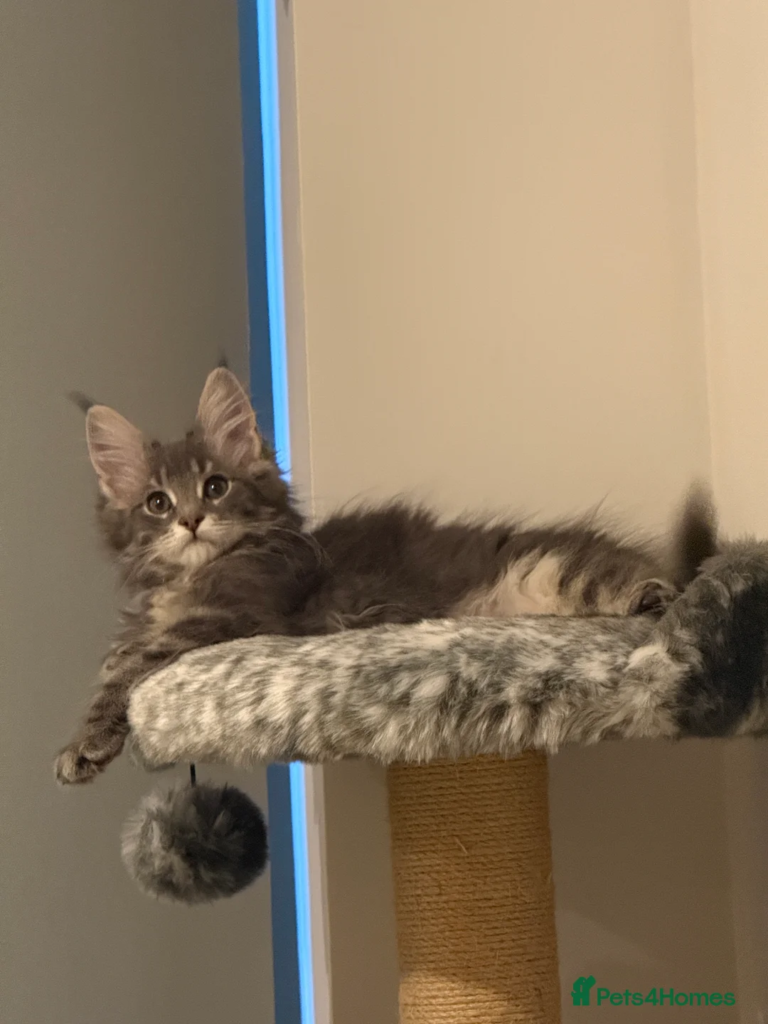 Maine Coon cats for sale: 3-month-old pure Maine Coon Girl ready to go - Advert 18