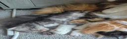 Maine Coon cats for sale: Maine coon baby floofs in Ivybridge - Advert 7