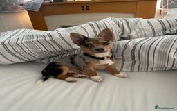 Jack Russell dogs for stud: Blue merle jack Russell x chihuahua for stud  - Image 6