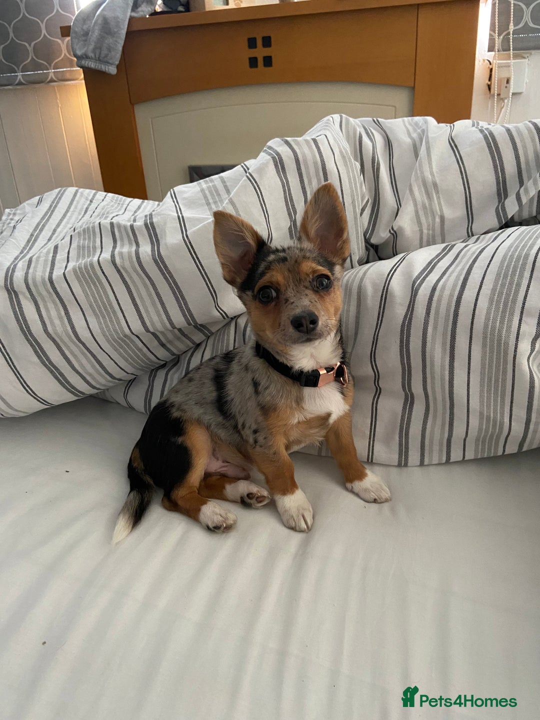 Jack Russell dogs for stud: Blue merle jack Russell x chihuahua for stud  - Image 6