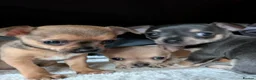 Chihuahua dogs for sale: 2 gorgeous chihuahua puppies - Advert 1