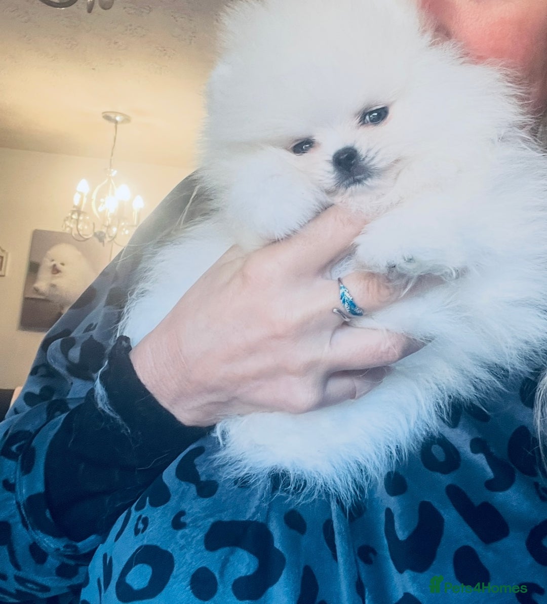 Pomeranian dogs for sale: Stunning teddybear face Boys Ready🌟 - Advert 11