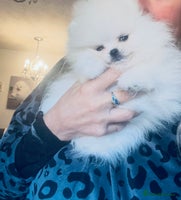 Pomeranian dogs - Advert 13