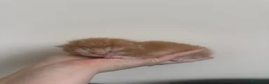 Ginger Boy