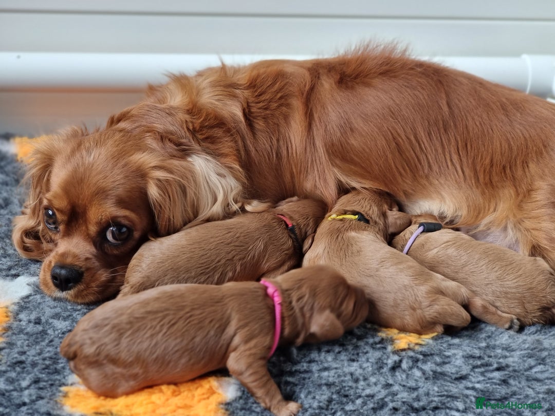 Cavapoo dogs for sale: 🎀 Beautiful F1 Cavapoo Puppies 🎀 - Image 17