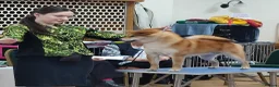 Japanese Shiba Inu dogs for sale: Two Male Japanese Shiba Inu-black & tan/also a red - Advert 7